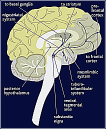 Dopamine pathways